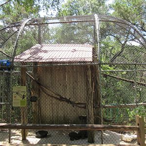 Birds of Prey - Barn Owl Exhibit