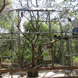 Birds of Prey - Barred Owl Exhibit