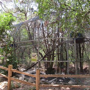 Birds of Prey - Harris' Hawk/Red-Tailed Hawk Exhibit