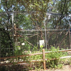 Birds of Prey - Turkey Vulture/Black Vulture Exhibit