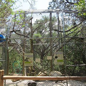 Birds of Prey - Crested Caracara/Swainson's Hawk Exhibit