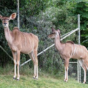 Greater Kudu