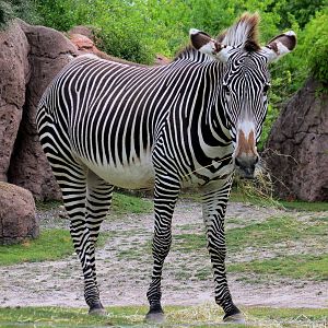 Grevy's Zebra