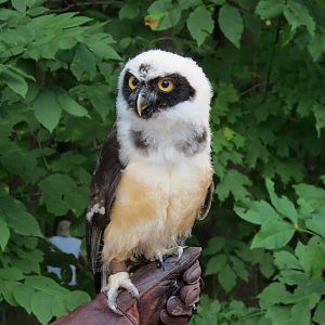 Spectacled Owl