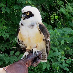 Spectacled Owl