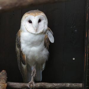 Barn Owl