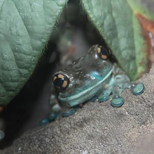 Mission golden-eyed Tree Frog October 2014