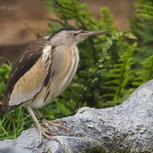 Little bittern : Hamerton : 12 Jul 2015
