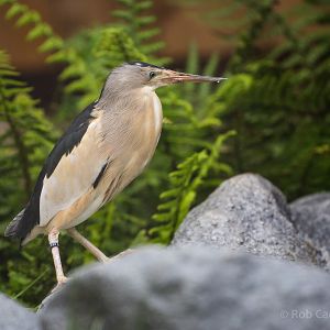 Little bittern : Hamerton : 12 Jul 2015