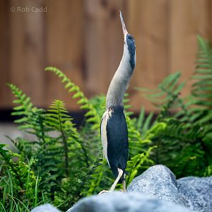 Little bittern : Hamerton : 12 Jul 2015