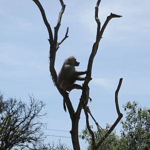hamadryas baboon africam safari