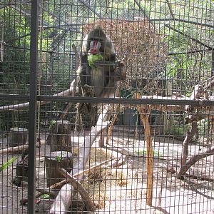 mandrills africam safari