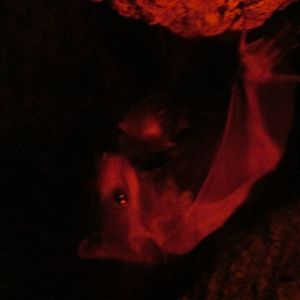 egyptian fruit bat africam safari