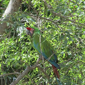 mexican military macaw africam safari