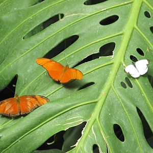 butterfly house africam safari
