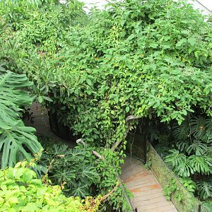 butterfly house africam safari