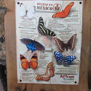 butterfly house africam safari
