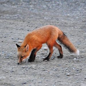 Red Fox - Alaska