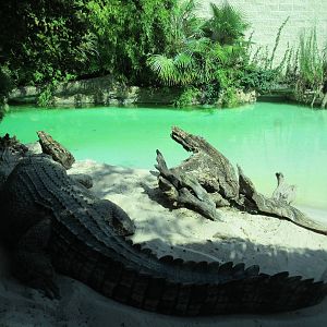 MOLA - Saltwater Crocodile (15 feet long)