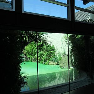 MOLA - Saltwater Crocodile Exhibit