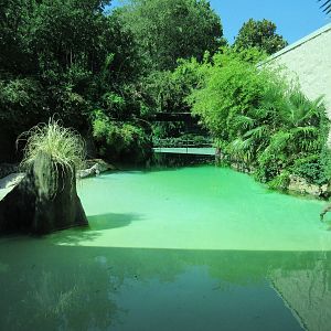 MOLA - Saltwater Crocodile Exhibit