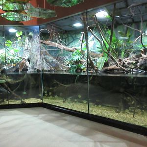 MOLA - Flooded Forest Exhibit