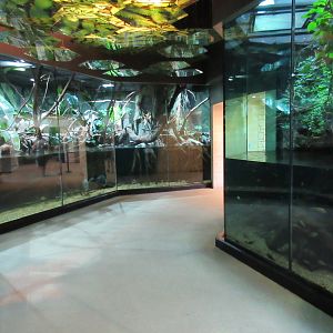 MOLA - Flooded Forest Exhibit (two enormous habitats)