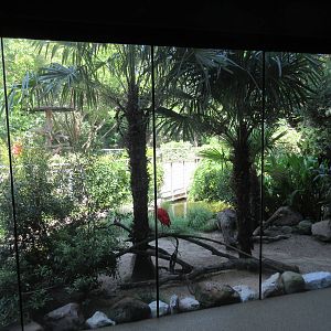 MOLA - Scarlet Ibis Exhibit