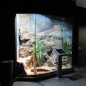 MOLA - Indigo Snake Exhibit