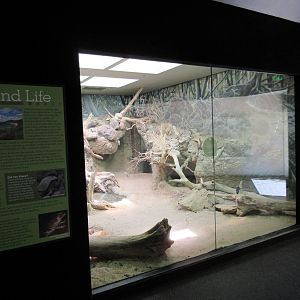 MOLA - Komodo Dragon Indoor Exhibit