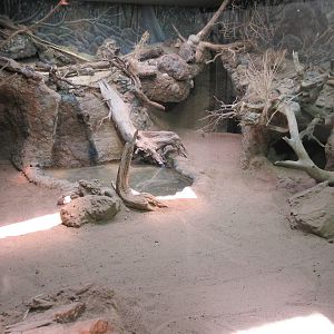 MOLA - Komodo Dragon Indoor Exhibit
