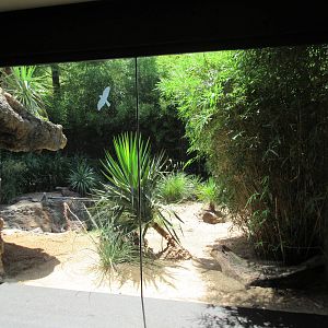 MOLA - Komodo Dragon Outdoor Exhibit