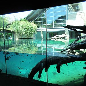 MOLA - Gharial River Exhibit