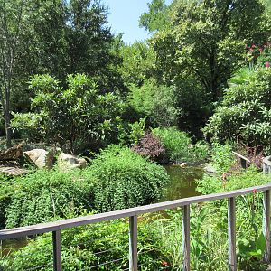 MOLA - Ring-Tailed Lemur Exhibit