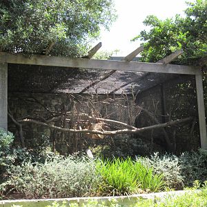 MOLA - Golden-Headed Lion Tamarin Exhibit