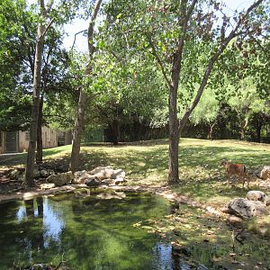 Texas Wild! - White-Tailed Deer Exhibit