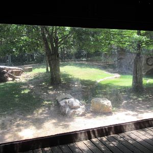 Texas Wild! - American Black Bear Exhibit (poor glass is a pattern in this