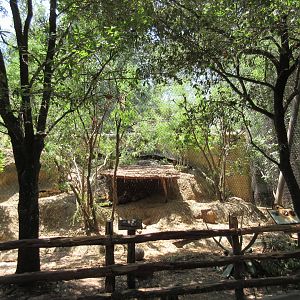 Texas Wild! - Cougar Exhibit