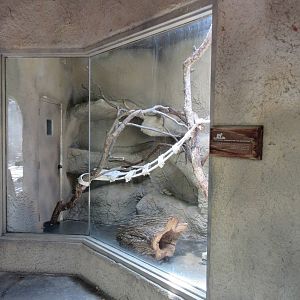 Texas Wild! - Ringtail Exhibit