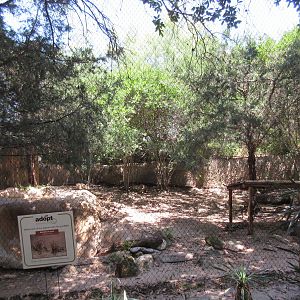 Texas Wild! - Jaguar Exhibit