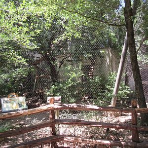 Texas Wild! - White-Nosed Coati Exhibit