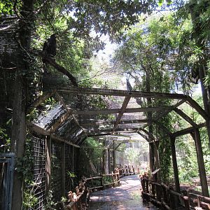 Raptor Canyon - Steller's Sea Eagle Aviary