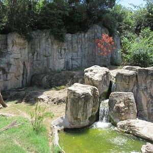 Striped Hyena Exhibit