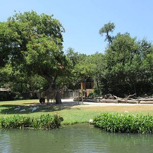 Reticulated Giraffe Exhibit
