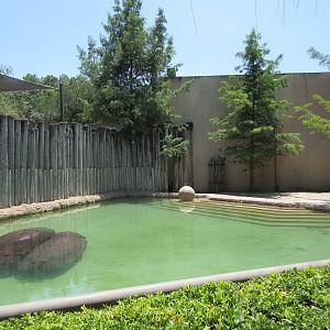 Nile Hippo Exhibit