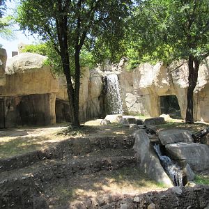 Primate World - Lowland Gorilla Exhibit