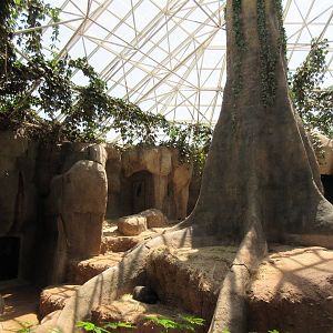 Primate World - Lowland Gorilla Exhibit (with Tropic World similarities)