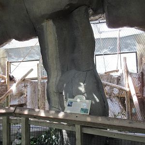 Primate World - Eastern Colobus Monkey Exhibit