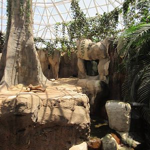 Primate World - Lowland Gorilla Exhibit (with Tropic World similarities)