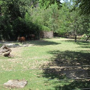 Mountain Bongo/Common Waterbuck/West African Crowned Crane Exhibit